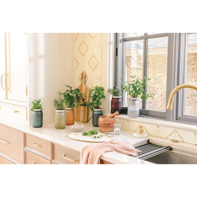 Modern Sprout Basil Grow Kit 1 pk