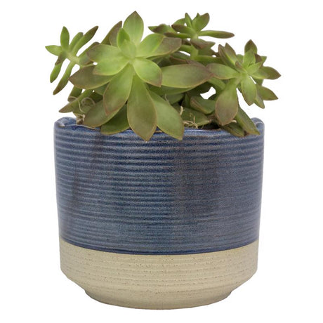 Trendspot Shore 5.1 in. H X 6 in. W X 6 in. D X 6 in. D Ceramic Planter Blue, Pack of 2