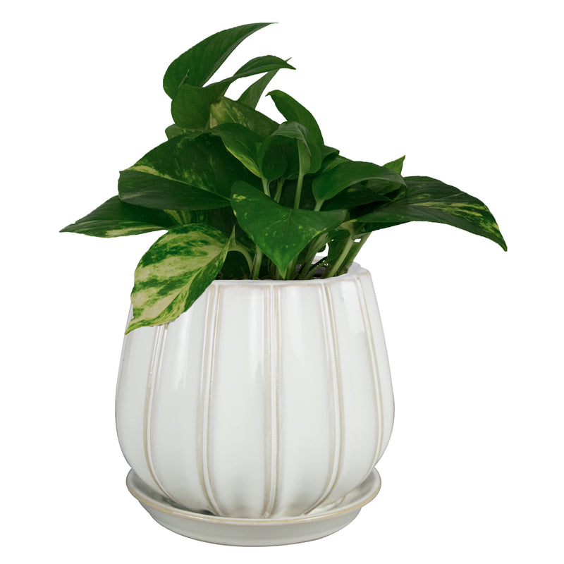 Trendspot Contour 7.28 in. H X 8 in. W X 8 in. D X 8 in. D Ceramic Planter White, Pack of 2