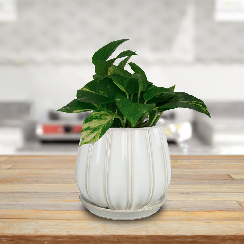 Trendspot Contour 7.28 in. H X 8 in. W X 8 in. D X 8 in. D Ceramic Planter White, Pack of 2
