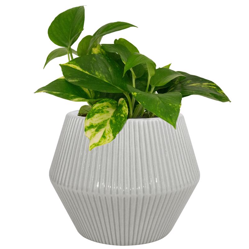 Trendspot Rena 6.5 in. H X 8 in. W X 8 in. D X 8 in. D Ceramic Planter Gray, Pack of 2