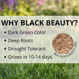 Jonathan Green Black Beauty Rocky Mountain Mixed Sun or Shade Grass Seed 7 lb