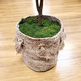Mosser Lee Organic Green Sheet Moss 325 sq in