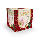 DeGroot Amaryllis Gift Box Bulb Kit 1 pk, Pack of 12