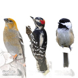 Feathered Friend 14376 Black Oil Sunflower Seed Wild Bird Food, 9 oz, Suet, Sunflower, Pack of 12