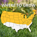Jonathan Green Black Beauty Original Tall Fescue Blend Tall Fescue Grass Sun or Shade Grass Seed 15