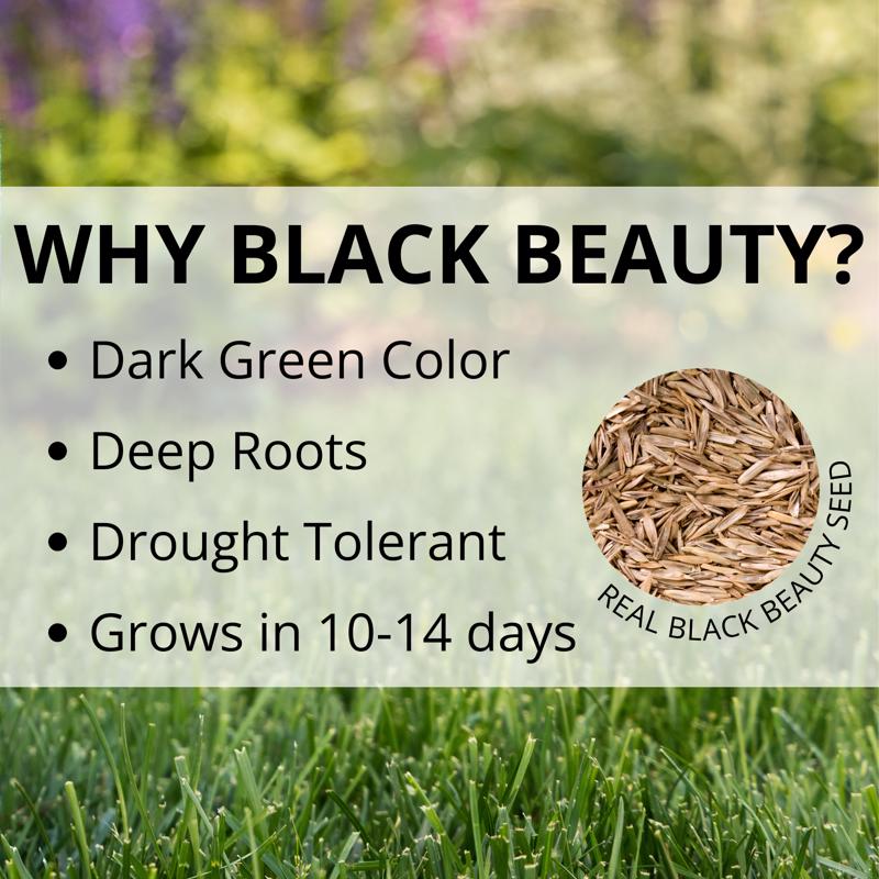 Jonathan Green Black Beauty Original Tall Fescue Blend Tall Fescue Grass Sun or Shade Grass Seed 15