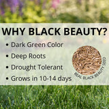 Jonathan Green Black Beauty Original Tall Fescue Blend Tall Fescue Grass Sun or Shade Grass Seed 15