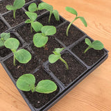 Ferry-Morse 18 Cells 11 in. W X 22 in. L Seed Starting Kit 1 pk, Pack of 6