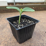 Ferry-Morse 18 Cells 11 in. W X 22 in. L Seed Starting Kit 1 pk, Pack of 6