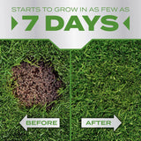 Scotts PatchMaster Tall Fescue Grass Sun or Shade Grass Spot Repair Mix 10 lb
