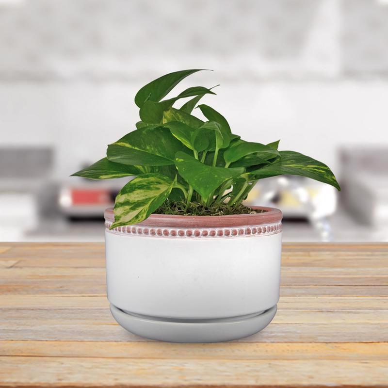 Trendspot Ada 4.5 in. H X 6 in. W X 6 in. D X 6 in. D Ceramic Ceramic Pot Whitewash, Pack of 2