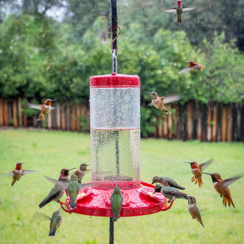 Perky-Pet Hummingbird 48 oz Glass/Plastic Nectar Bird Feeder 6 ports, Pack of 6
