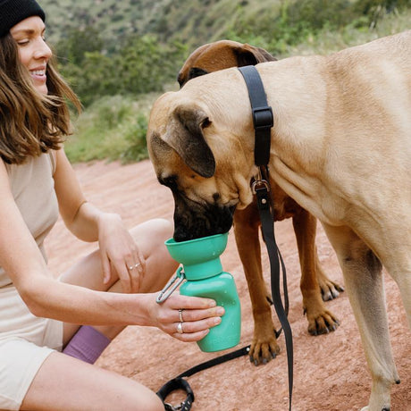 Springer Green Flip Plastic Pet Travel Bottle For Dogs