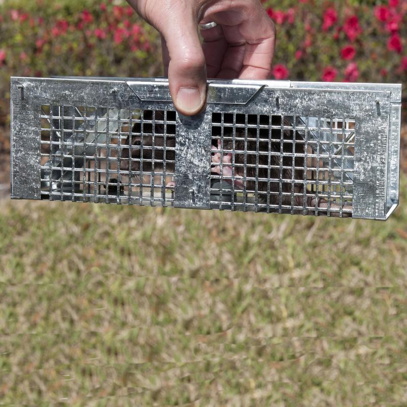 Havahart Small Live Catch Cage Trap For Mice 1 pk