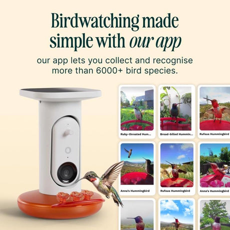 Bird Buddy Hummingbird 1.75 cups Plastic Smart-Enabled Smart Solar Camera Bird Feeder 3 ports