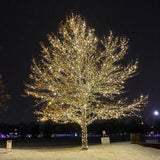 Celebrations Platinum LED T5 Warm White 50 ct String Christmas Lights 25 ft., Pack of 12