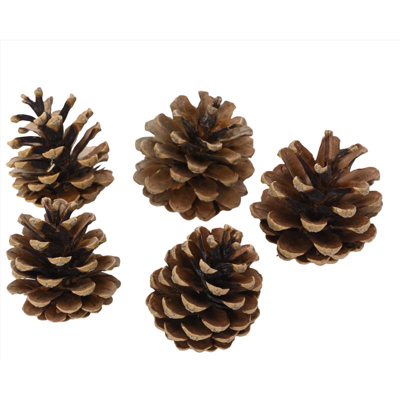 Decoris Set of 5 Pinecones 5.91 in., Pack of 36